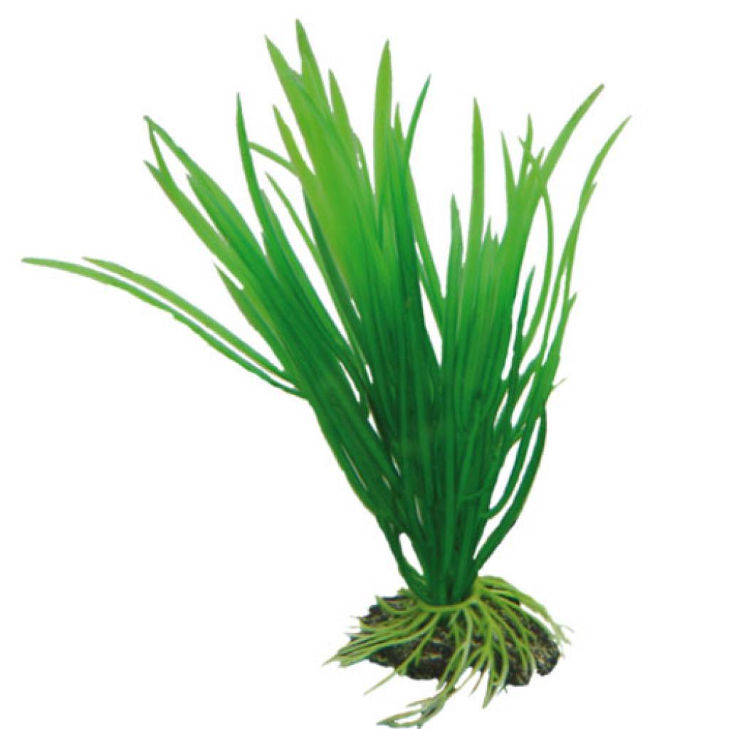 Cyperus 16 cm